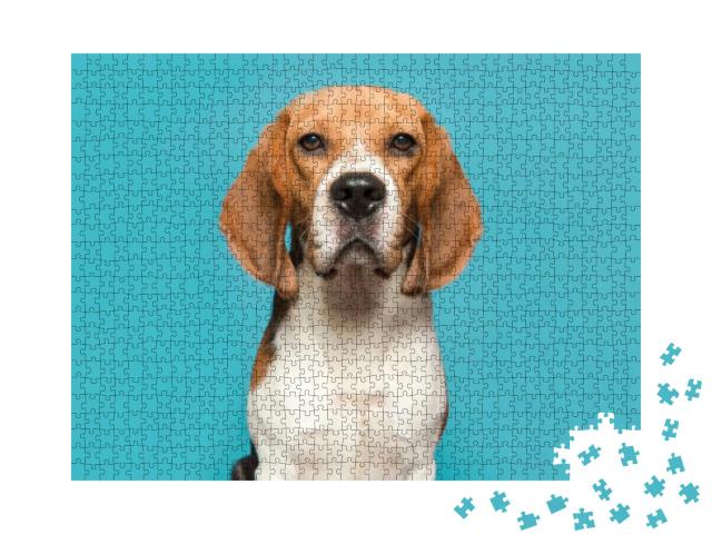 Portrait of a Beagle Looking At the Camera on a Blue Back... Jigsaw Puzzle with 1000 pieces