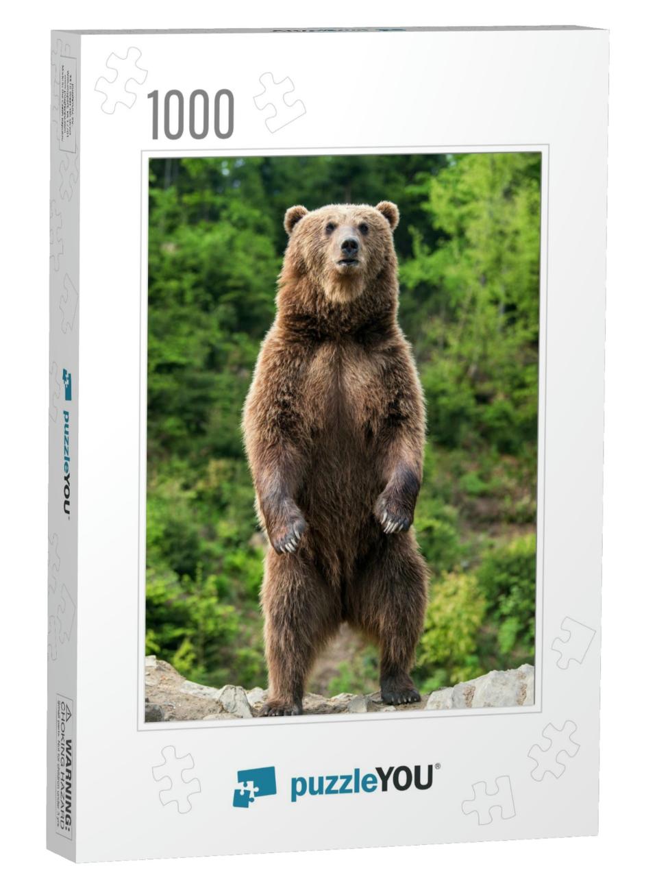 Brown Bear Ursus Arctos Standing on His Hind Legs in the... Jigsaw Puzzle with 1000 pieces