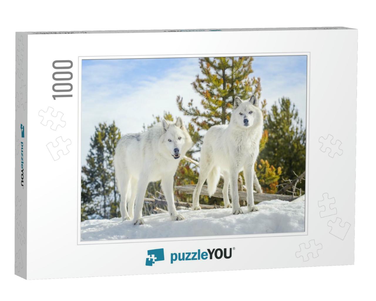 Two Gray Timber Wolf Canis Lupus, Walking in Snow... Jigsaw Puzzle with 1000 pieces