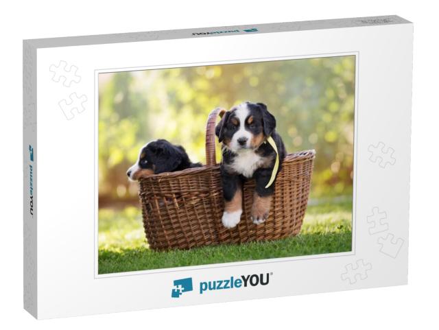 Bernese Mountain Puppy in a Basket Outdoors... Jigsaw Puzzle