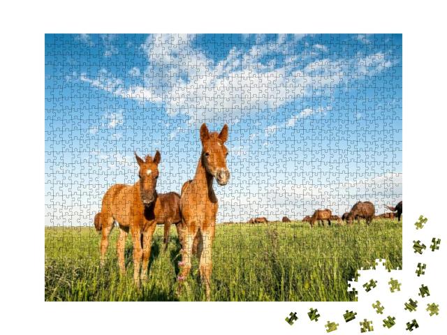 A Couple of Foals in the Meadow. Horse Foal on Pasture. a... Jigsaw Puzzle with 1000 pieces