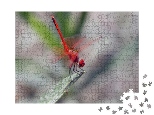 Dragonfly At Rest in Macro... Jigsaw Puzzle with 1000 pieces