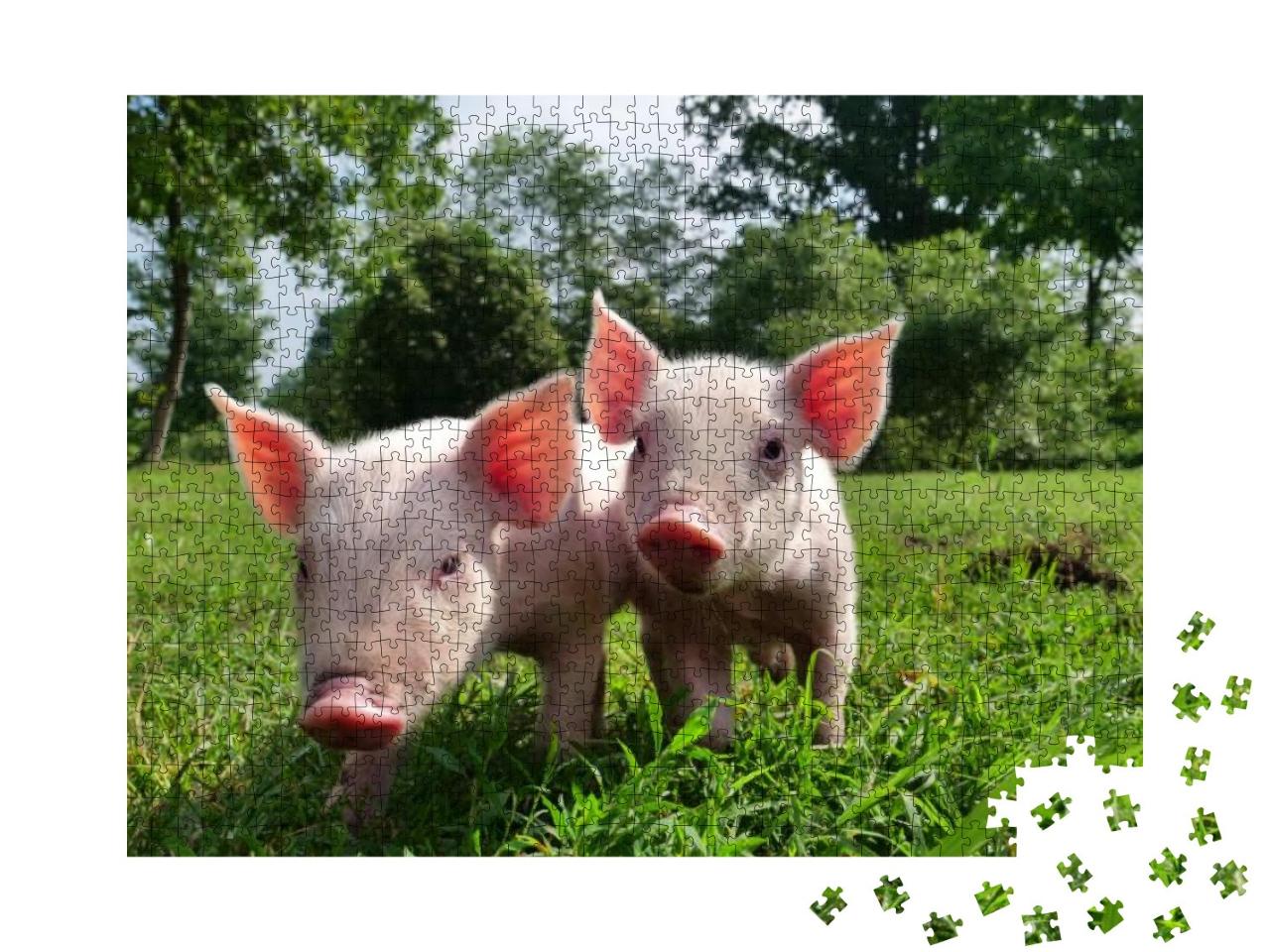 Pig Cute Newborn Standing on a Grass Lawn. Concept of Bio... Jigsaw Puzzle with 1000 pieces