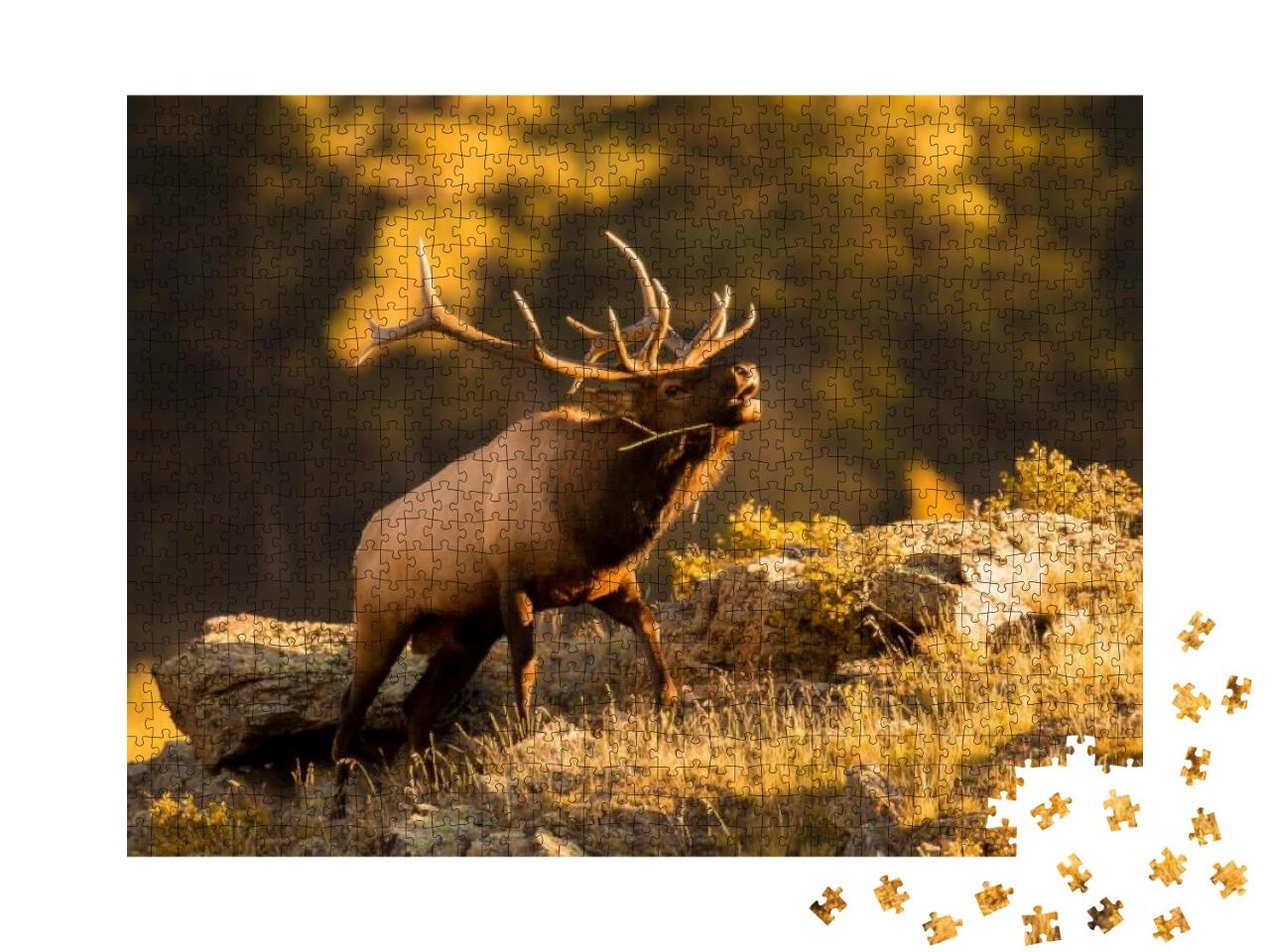 Bull Elk Bugling for Mate in September... Jigsaw Puzzle with 1000 pieces