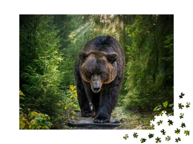 The Kamchatka Brown Bear or Ursus Arctos Piscator. Bear i... Jigsaw Puzzle with 1000 pieces