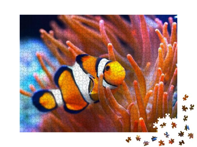 Amphiprion Ocellaris Clownfish in the Anemon. Natural Mar... Jigsaw Puzzle with 1000 pieces