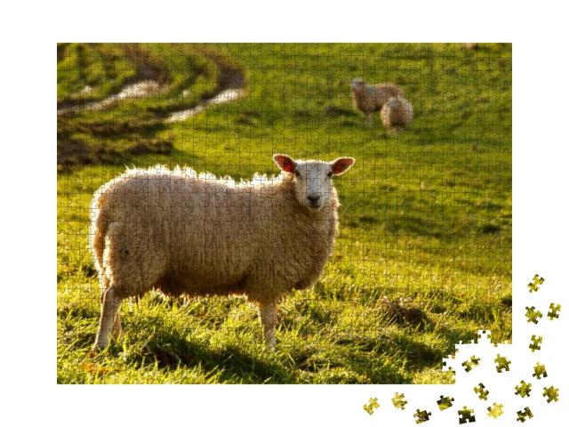 Lone Sheep in Meadow with November Sun... Jigsaw Puzzle with 1000 pieces