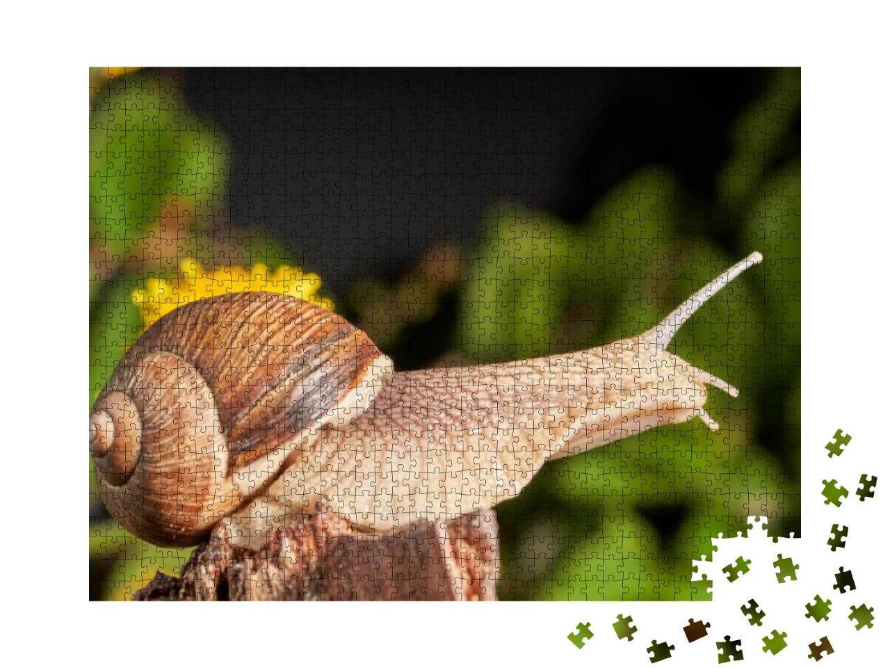 Burgundy Snail Helix Pomatia or Escargot is a Species of... Jigsaw Puzzle with 1000 pieces