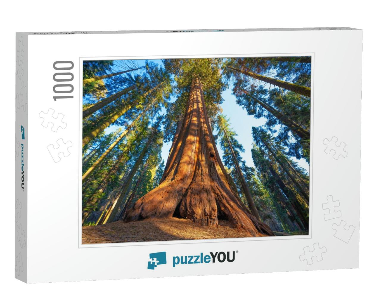 Famous Sequoia Park & Giant Sequoia Tree At Sunset... Jigsaw Puzzle with 1000 pieces
