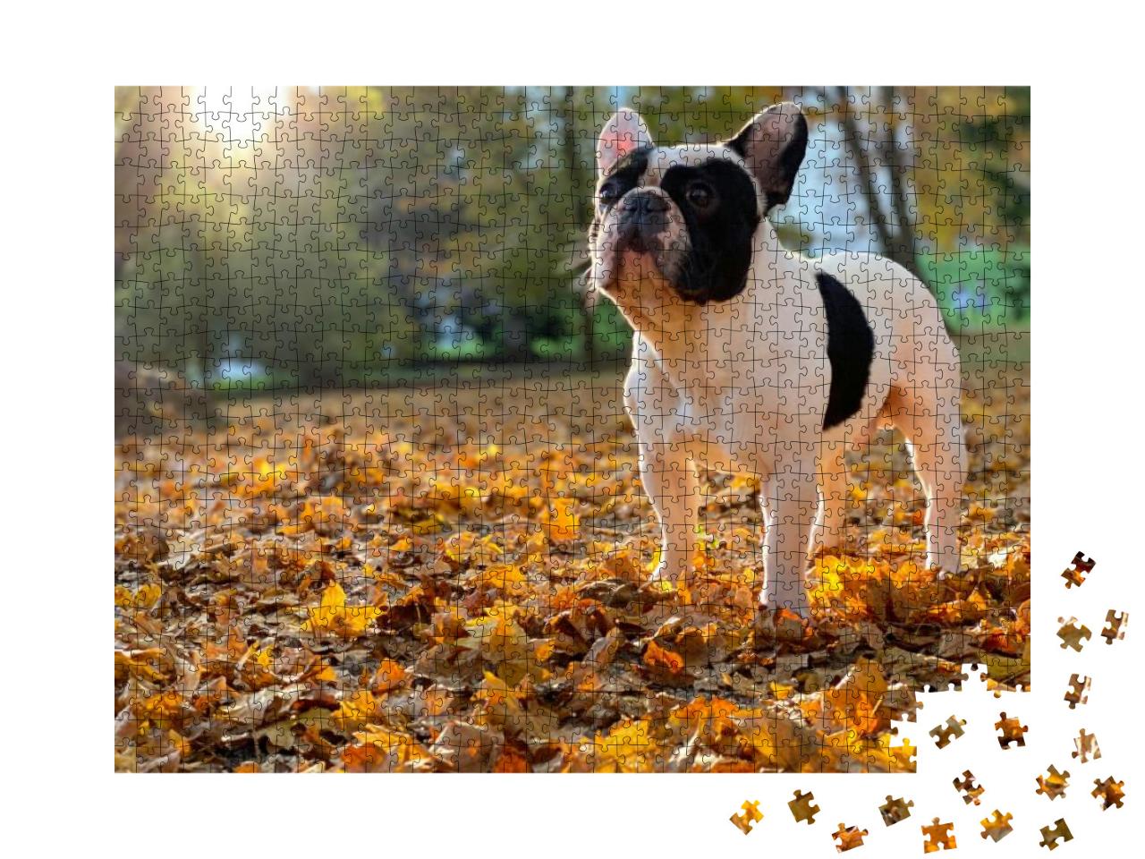 Cute Black & White French Bulldog Sits & Looks Straight i... Jigsaw Puzzle with 1000 pieces