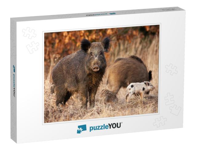 Dangerous Wild Boar, Sus Scrofa, Protecting It Young Stri... Jigsaw Puzzle