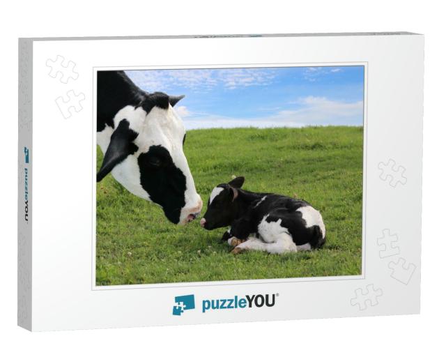 Close-Up of Mother Holstein Cows Face Watching Over Her T... Jigsaw Puzzle