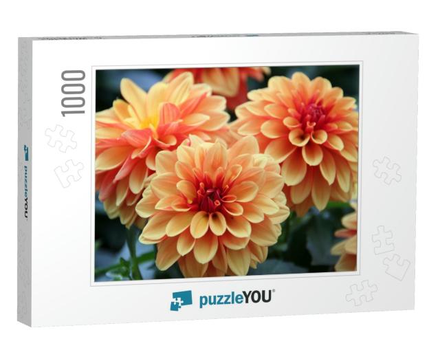 Dahlia Flower Are Colorful & Orange... Jigsaw Puzzle with 1000 pieces