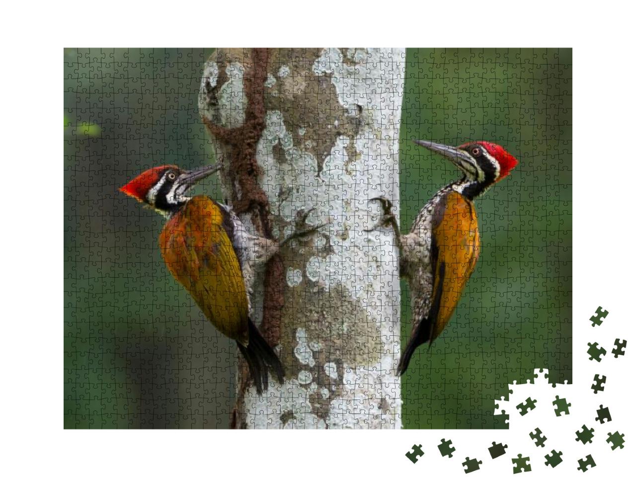 Greater Flameback Woodpecker or Large Golden-Backed Woodp... Jigsaw Puzzle with 1000 pieces