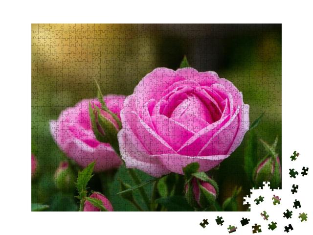 Pink of Damask Rose Flower with Sunlight. Rosa Damascena... Jigsaw Puzzle with 1000 pieces
