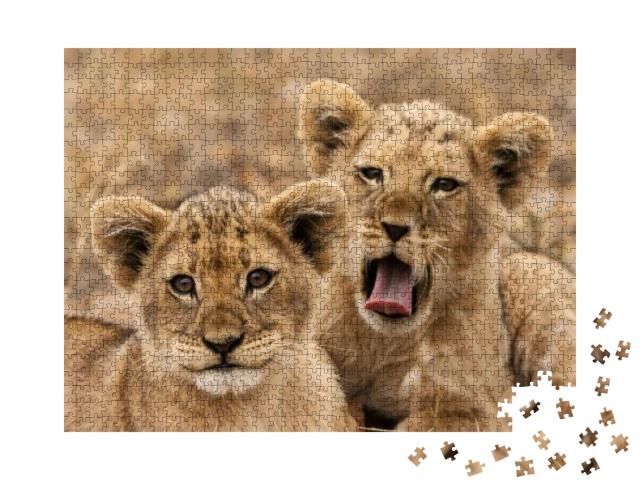 Junge Panthera Leo... Jigsaw Puzzle with 1000 pieces