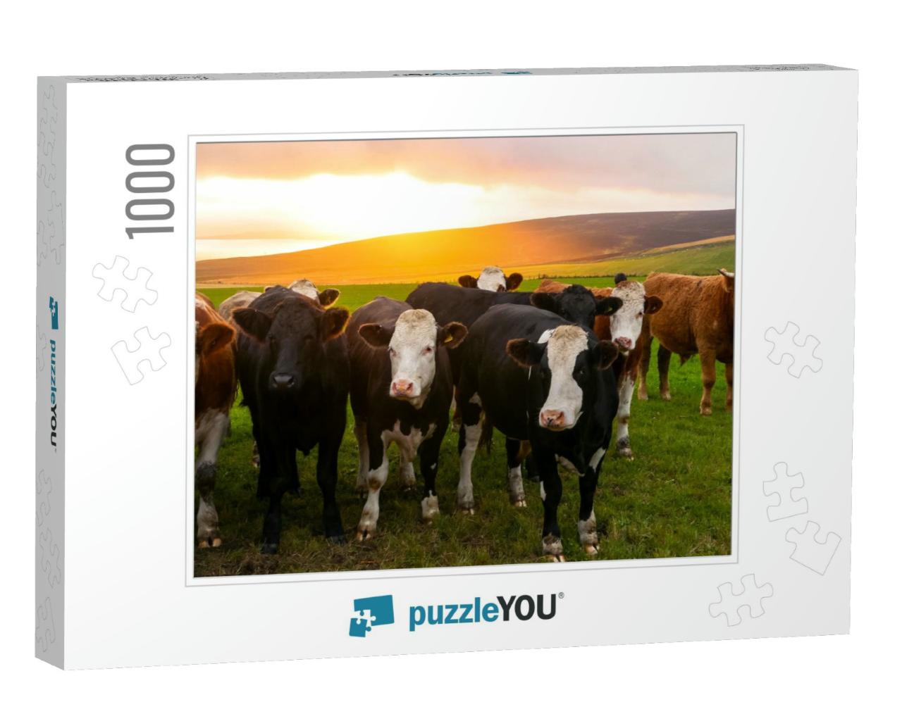 A Herd of Cows Looking At the Camera in Orkney Countrysid... Jigsaw Puzzle with 1000 pieces