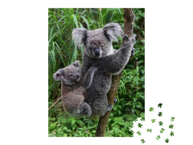 Koala Carries Baby on His Back in the Zoo of Taipei Taiwa... Jigsaw Puzzle with 1000 pieces