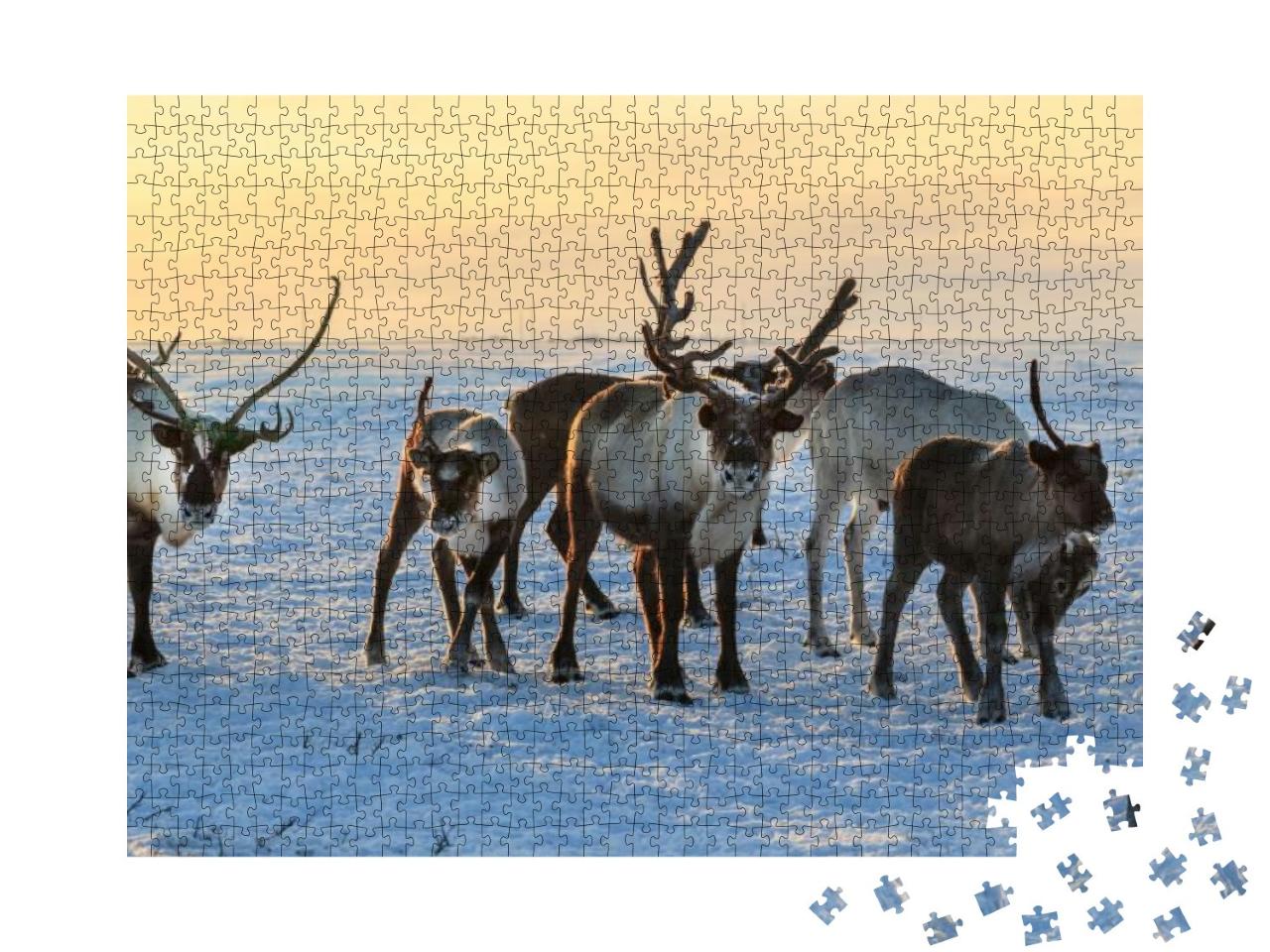 Herd of Reindeer in Winter Weather, Pasture Reindeer... Jigsaw Puzzle with 1000 pieces
