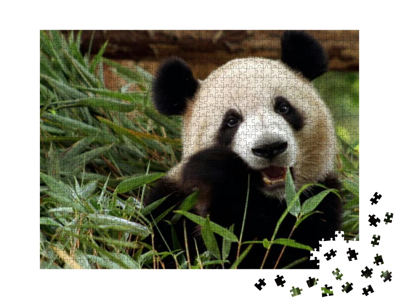 Photo of Giant Panda, the Giant Panda is Endangered Speci... Jigsaw Puzzle with 1000 pieces