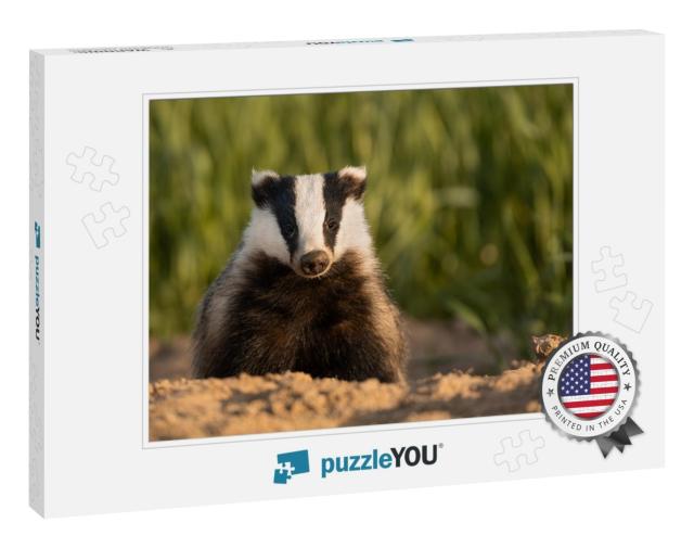 European Badger After Leaving the Burrow Meles Meles... Jigsaw Puzzle