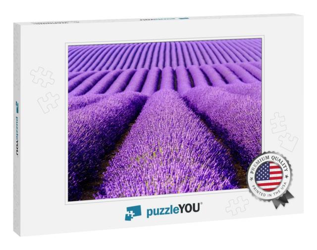 Lavender Flower Blooming Scented Fields in Endless Rows... Jigsaw Puzzle