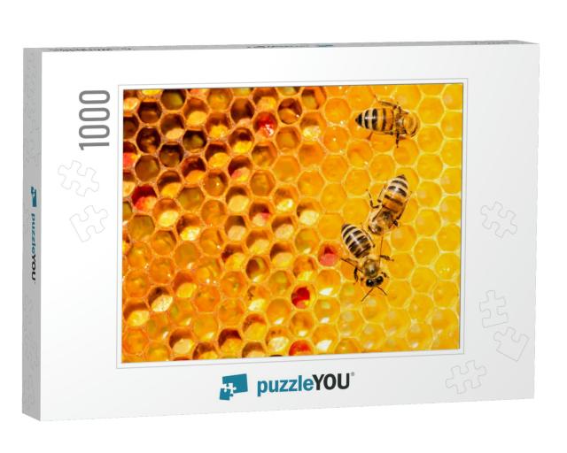 Closeup of Bees on Honeycomb in Apiary - Selective Focus... Jigsaw Puzzle with 1000 pieces