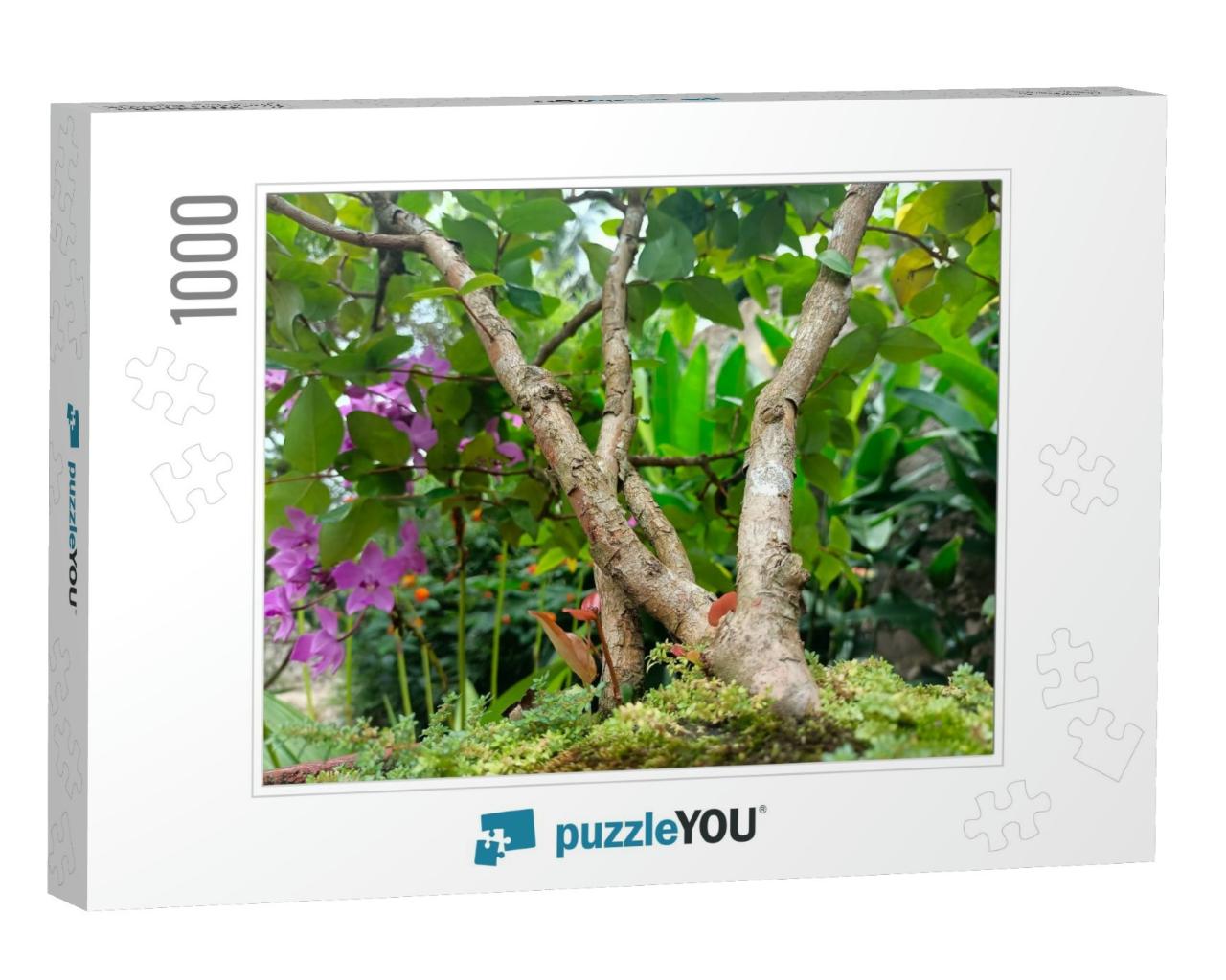 Best Picture of Bonsai Tree in Tropical Nature... Jigsaw Puzzle with 1000 pieces