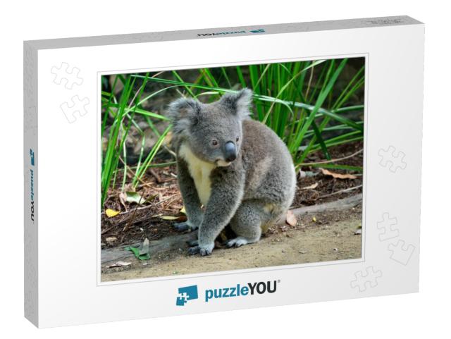 Koala Sitting on the Ground in Queensland, Australia... Jigsaw Puzzle