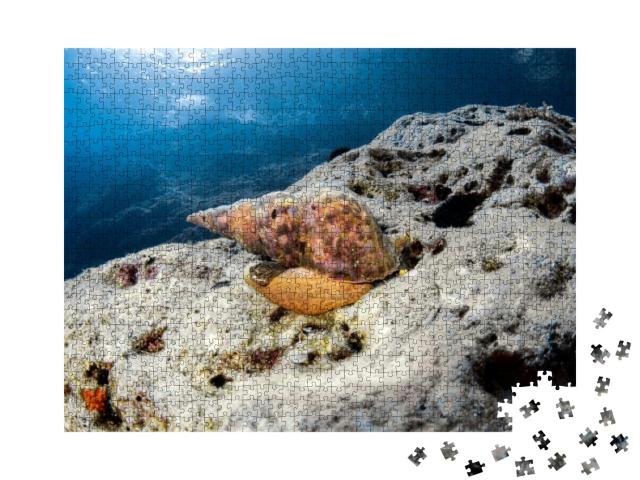 Triton Snail - Adriatic Sea Croatia... Jigsaw Puzzle with 1000 pieces