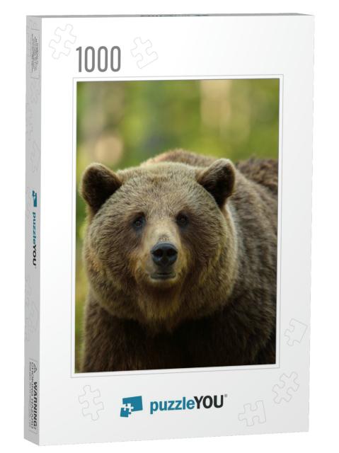 Brown Bear Ursus Arctos Portrait in Forest... Jigsaw Puzzle with 1000 pieces