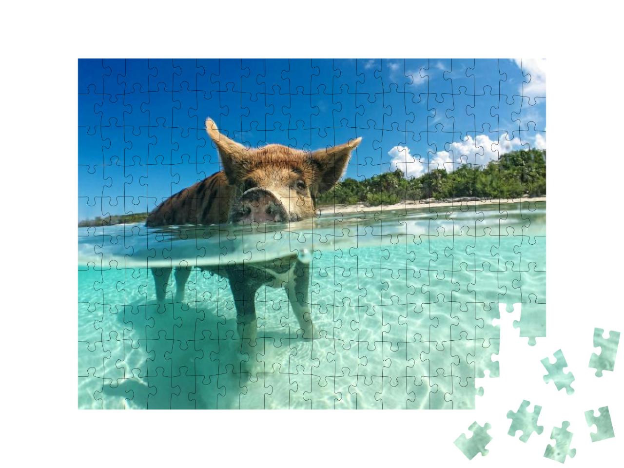 Wild, Swimming Pig on Big Majors Cay in the Bahamas... Jigsaw Puzzle with 200 pieces