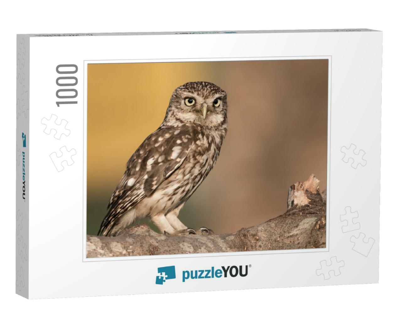 Little Owl Perched on Branch... Jigsaw Puzzle with 1000 pieces