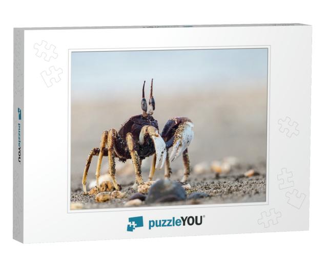 The Crab on Sandy Beach with Nice Background Color... Jigsaw Puzzle