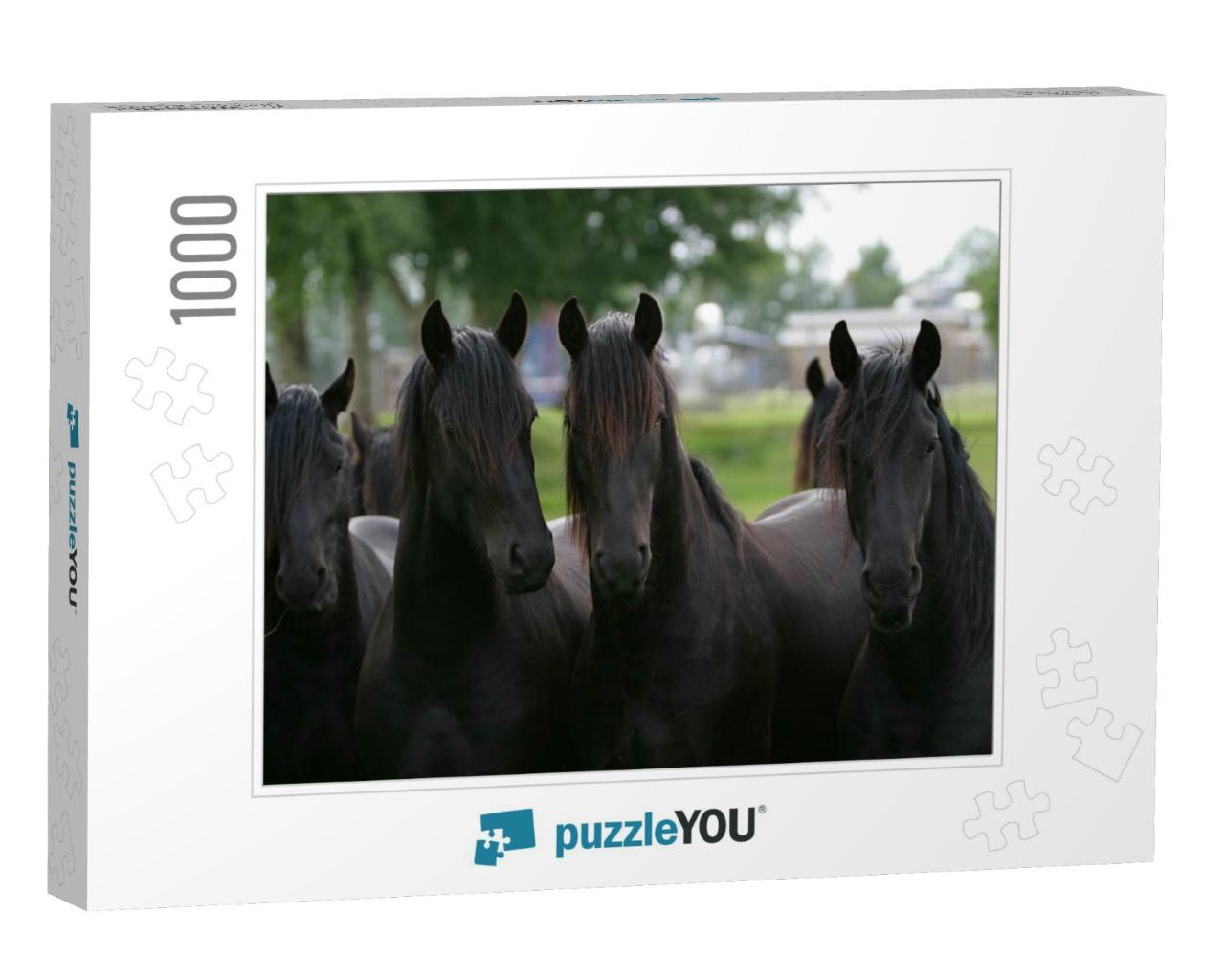 Four Young Friesian Horse Stallions... Jigsaw Puzzle with 1000 pieces
