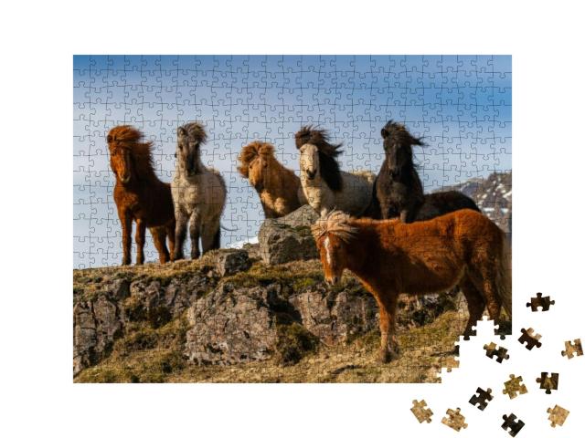 Icelandic Horses. the Icelandic Horse is a Breed of Horse... Jigsaw Puzzle with 500 pieces