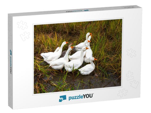 Geese in the Grass. Domestic Bird. Flock of Geese. White... Jigsaw Puzzle