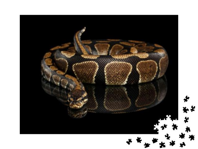 Ball or Royal Python Snake on Isolated Black Background w... Jigsaw Puzzle with 1000 pieces