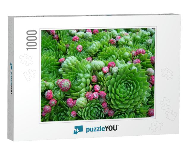Succulent Cactus Plant as Green Pink Garden Background. C... Jigsaw Puzzle with 1000 pieces