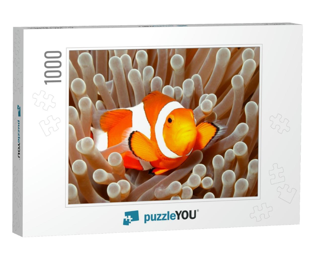 Clown Anemonefish, Amphiprion Percula, Swimming Among the... Jigsaw Puzzle with 1000 pieces