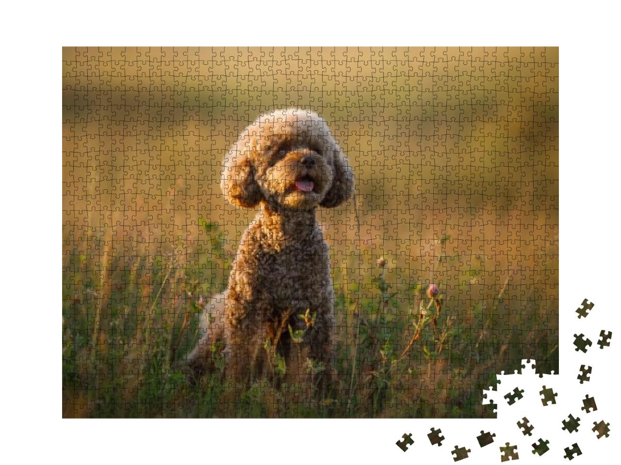 Miniature Chocolate Poodle on the Grass. Pet in Nature. C... Jigsaw Puzzle with 1000 pieces