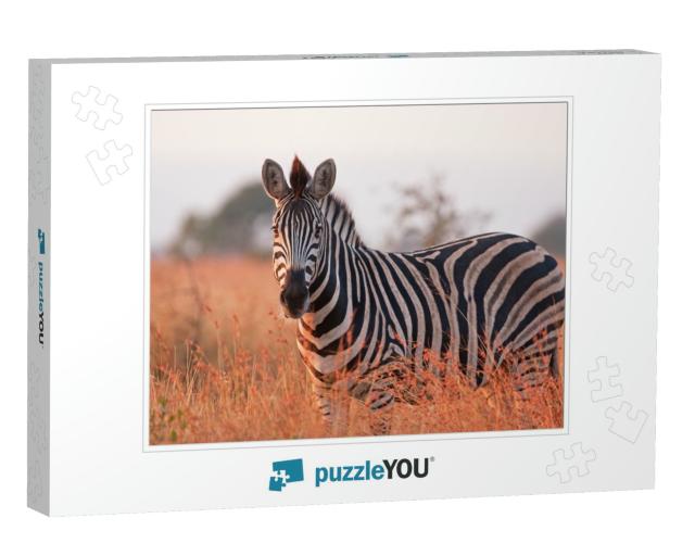 Plains Zebra, Equus Quagga, Equus Burchellii, Common Zebr... Jigsaw Puzzle