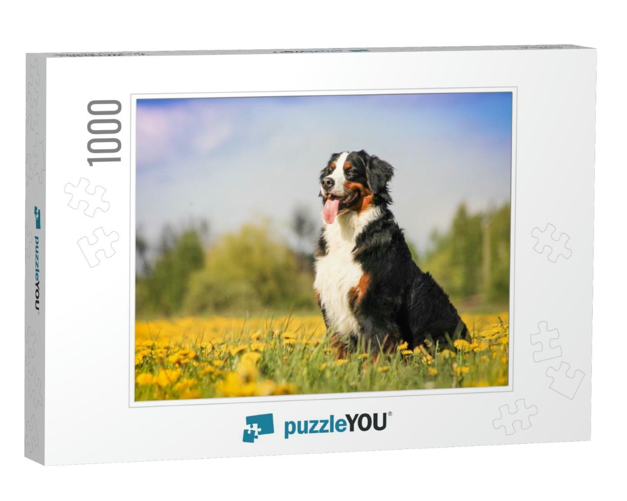Happy Bernese Mountain Dog in Beautiful Spring Flowered F... Jigsaw Puzzle with 1000 pieces