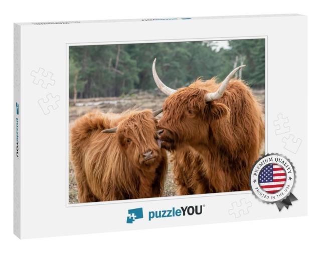 Beautiful Highland Cow Cattle with Calf Bos Taurus Taurus... Jigsaw Puzzle