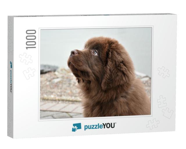 Purebred Brown Newfoundland Puppy Dog Gazing Up... Jigsaw Puzzle with 1000 pieces