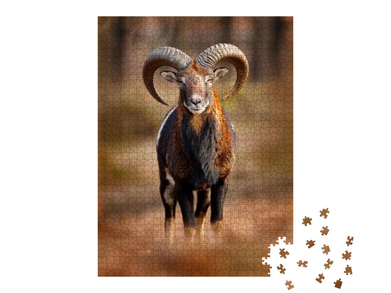 Mouflon, Ovis Orientalis, Portrait of Mammal with Big Hor... Jigsaw Puzzle with 1000 pieces