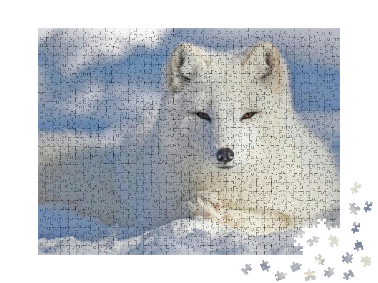 Arctic Fox Lies in the Snow... Jigsaw Puzzle with 1000 pieces