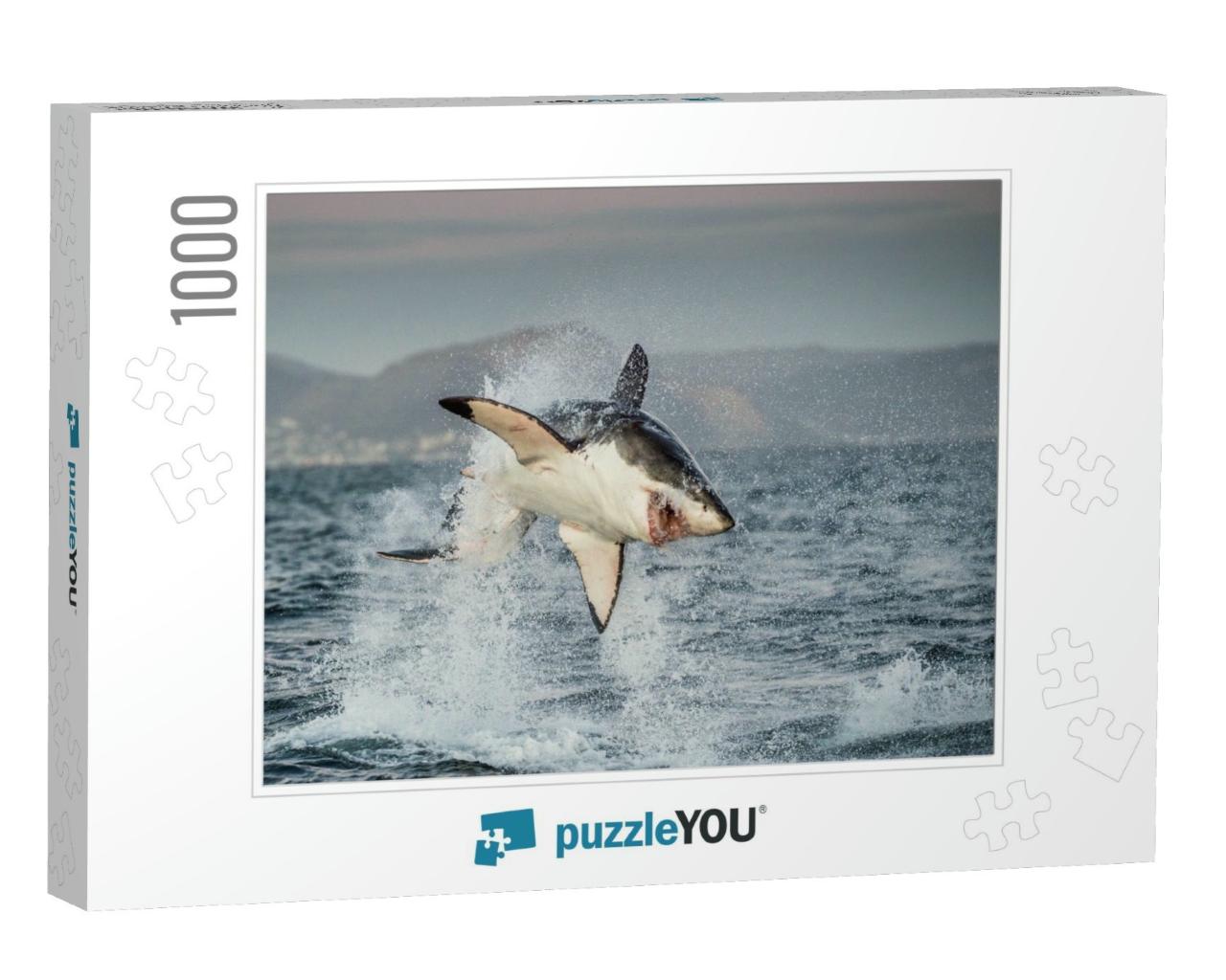 Great White Shark Carcharodon Carcharias Breaching in an... Jigsaw Puzzle with 1000 pieces