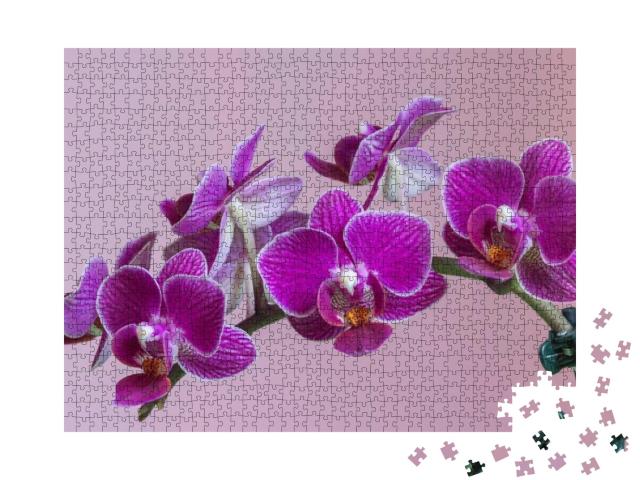 Moth Orchid Phalaenopsis Amabilis. Beautiful Purple Orchi... Jigsaw Puzzle with 1000 pieces