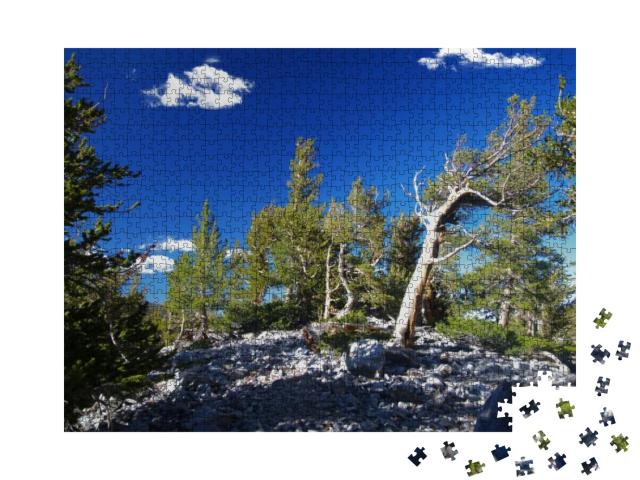 Bristlecone Pines in Great Basin National Park in Nevada_... Jigsaw Puzzle with 1000 pieces